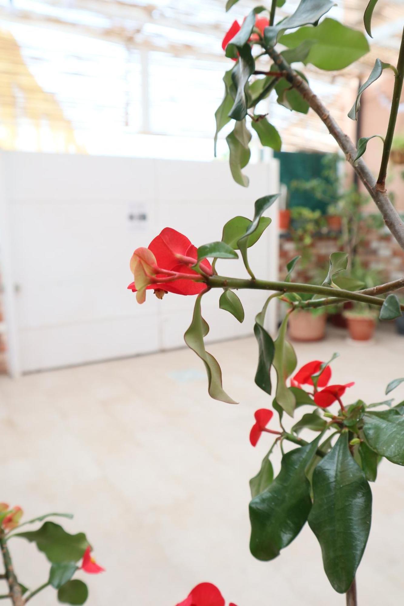 Happy Room Granadilla De Abona Exterior foto